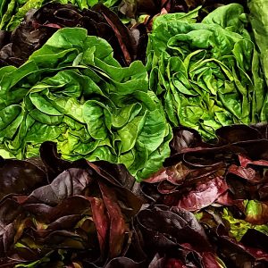 September - Monthly Vegetable Boxes (4 Weeks)