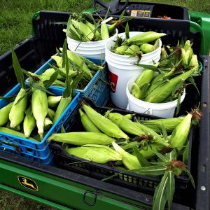 August - Monthly Vegetable Boxes (4 Weeks)